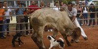 A man fights a bull during a bullfight at the folkloric festival in La Chorrera, Panama, 08 June 2025.  EPA-EFE/BIENVENIDO VELASCO