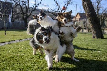 Spotify launches playlists for dogs left home alone