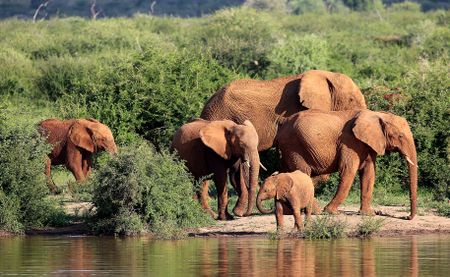 Killing without proof — the hidden motives behind Madikwe’s elephant cull plans