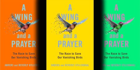On a wing and a prayer — North America has lost 3 billion birds since 1970 and is in a race against time to stem the decline 