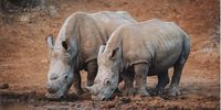 Rhinos, even if they have been dehorned, provide tourists with memories for life. (Photo: Lush Private Game Lodge)