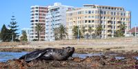 Perfect spot. Cape fur seal takes a nap on Hobie Beach in Summerstrand. Image: Johan Smit