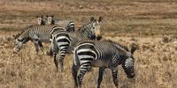 Mountain zebras have wattles, white bellies and gridiron stripes on their rumps and right down to their hooves. Image: Chris Marais