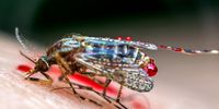Oped-Oyier-AfricaScienceTW