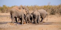 Elephants drink water on a hot day in central Kruger National Park, Limpopo, 7 August 2024. (Photo: Julia Evans)