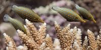Coral reefs are fish nurseries and feeding grounds. They also protect coast lines from storms and waves. (Photo: Stephan Andrews/Khaled bin Sultan Living Oceans Foundation)