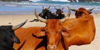 Together at the beach. Hole in the Wall, Wild Coast. Image: Conrad Owens