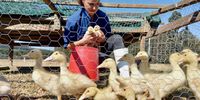 Vanessa Collocott checks on the two-week-old ducklings, which will soon be ready to transfer to her lawn and then the dam. (Photo: Wanda Hennig)<br>