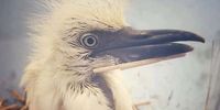 An egret with a broken beak recovers after being saved by Tracey Michau in Cradock. Inxuba Yethemba Municipality cut down trees used as a nesting site for egrets. (Photo: Supplied)