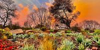 “A happy snappy taken with my phone one sunset on the estate.” Photographer: Susan Harwood