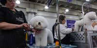Photo Essay- Westminster Dog Show