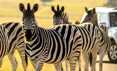 Gwede MIA again while ecologically important Rietvlei and surrounding communities at risk