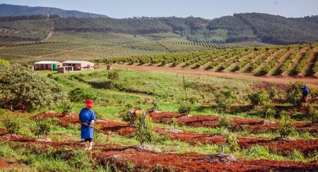 Limpopo’s Greater Letaba water catchment area threatened by agricultural activity 