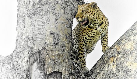 Op-Ed: Tough choices ahead for Kruger National Park