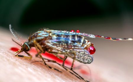 Next era of global health in Africa relies on investing in African scientists