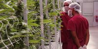 karoo-medicinal-cannabis