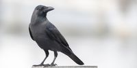 House Crow