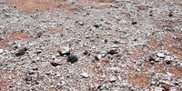 The disrupted rocks serve as visible signs of the illegal harvesting of Conophytum subterraneum, a rare succulent species found in rocky habitats.  (Photo: Cape Nature)