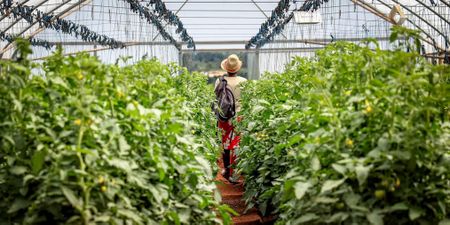 Food systems transformation features prominently in the agenda of COP28 
