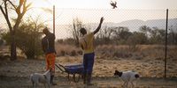 Samson Loyd, left, watches as Sammy Mapfacha throws a chicken over the enclosure fence at feeding time. The average wolf needs to about 15kg-20kg of chicken a week. (Photo: Shiraaz Mohamed)