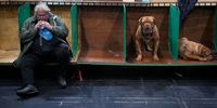 BIRMINGHAM, ENGLAND - MARCH 10:  Dogue de Bordeauxs<br>wait to go in the judging ring on the second day of Crufts Dog Show with dogs in the Working and Pastoral categories competing for awards at NEC Arena on March 10, 2023 in Birmingham, England. Billed as the greatest dog show in the world, the Kennel Club event sees dogs from across the globe competing for the coveted Best in Show title. (Photo by Christopher Furlong/Getty Images)