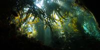 Up through the kelp forest. Picture by Craig Foster. 