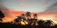 Sunrise from my window in Makhanda, foregrounded by my quiver tree!