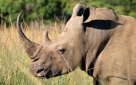 Dear Minister George, deliver us from the ‘rhino wars’ and lead us to ‘convivial conservation’