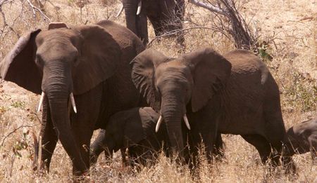 Letter to editor: Corruption and the wildlife trade - no more Mr Nice Guy