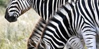 Elephants are ready positioned to prevent any zebra drinking from the Ngulube waterhole until they decide to let them get closer. Addo Elephant National Park, South Africa. (Photo: Anne Laing)
