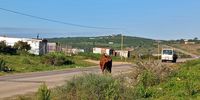 Dysfunctional pound adds to growing concerns over foot-and-mouth in Nelson Mandela Bay