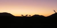 Hyena sunset. Photographer: Mike Simpson
