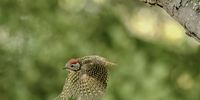 Cardinal Woodpecker leaving the nest hole. Photographer: Bruce Wardsmith