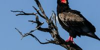 Bateleur Eagle Okavango Delta. Image: Karin Linder<br>