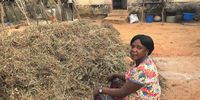 Grace Phiri, a Zambian farmer, separates ground nuts from their vines. She would typically do this in the field but out of fear of elephant attack has transported the harvest by ox-cart to her yard, a much more costly process on 27 June. (Photo: Ed Stoddard)