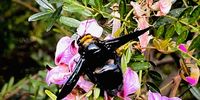 Keurboom nectar being harvested . Photographer: Jenni Bessesen<br>