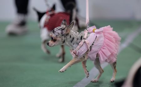 Mexico’s National Guard debuts tiny Chihuahua recruit