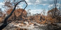 Ross Fire Becomes Texas's Second-Largest Wildfire As Drought Conditions Persist
