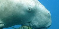 Though the dugong is classified at a global level as ‘vulnerable’ to extinction on the IUCN Red List of Threatened Species, local dugong experts have proposed that Mozambique’s dugongs be regarded as an IUCN special management unit and classed as ‘highly endangered’. (Photo: Mandy Etpison)