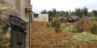 A few white rhino enjoy supplementary lucerne in the capture boma. (Photo: Kim Lesters)