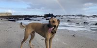 Gold dog at the end of the rainbow, Sunset Beach, Cape Town. CREDIT: Gordon Metz