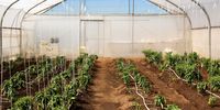 Reiger Park school empowers young women to break agricultural stereotypes