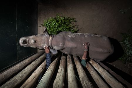 From city to wilderness — embracing the interconnectedness of life in Africa's vast landscape