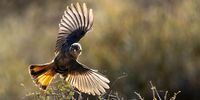 Familiar chat taking off. Photographer: Boshoff Steenekamp</p>
<p>P4U_readersubmission_20250620