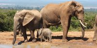 Addo Family photo. Photographer: Piet Aucamp</p>
<p>