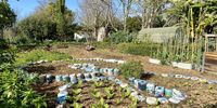 The organic garden at Soil for Life in Constantia, where workshops are held, and you can buy plants, seedlings, and worms. (Photo: Bianca Coleman) <br>