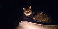 Tabitha cat by candle light during loadshedding. Image: Val Glass