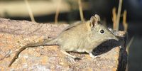 Elephant shrew, Marakele National Park. Photographer: Monica Hepplewhite <br>