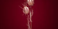 This series consists of minimalist portraits of extraordinary flora. Apparently out of this world, they serve as a reminder of the beauty that exists in nature’s strangeness and complexity. © Jan Prengel, Germany, Shortlist, Professional, Still Life, 2021 Sony World Photography Awards