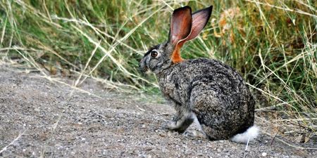 Reversing the Red — the battle to halt species extinction in South Africa